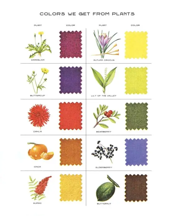Dye from flowers 