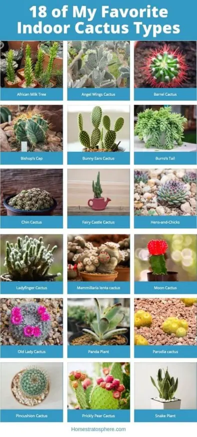 Cactus plant business