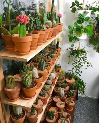 Cactus pot business
