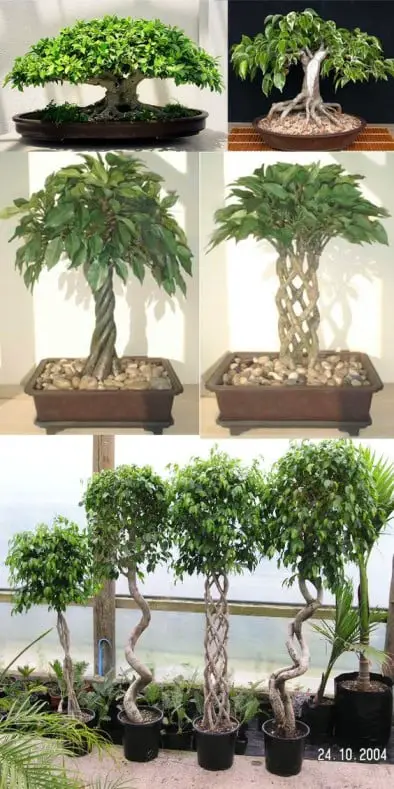 Bonsai plant