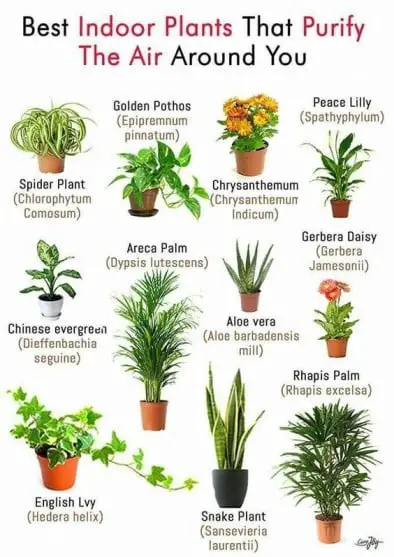 Air purifier plant business 