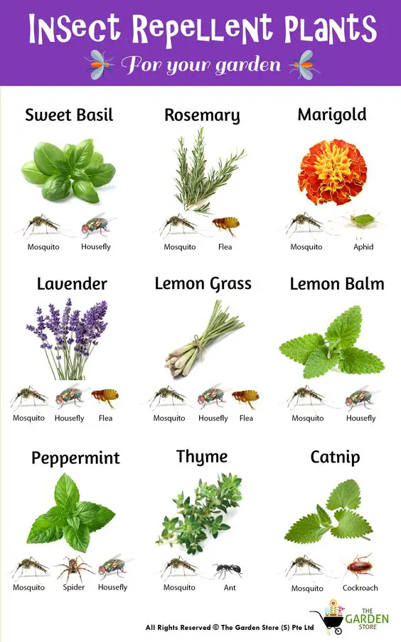 Pesticides plant 